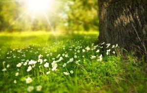 Spring into action this spring – Why it may be time to look for the perfect job